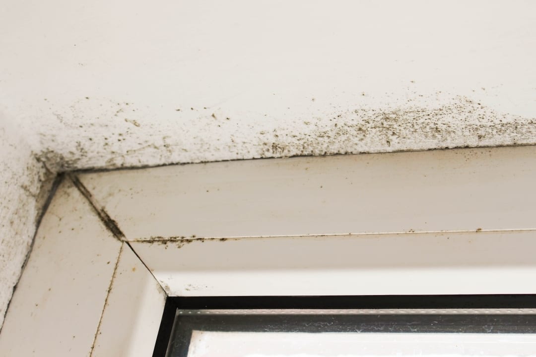 Plíseň v rohu okenního rámu způsobená vysokou vlhkostí v místnosti